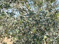 une ferme à kélibia
