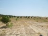 une ferme à Gabés de 4 hectare km 18 route de sfax