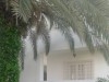 Une villa à Notre Dame (Mutuelleville) CS-553ceb