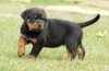 vendre  chien rottweiler géant race pure mal de mo
