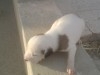 vendre des chienne bit bul