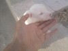 vendre des chienne bit bul