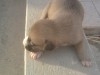 vendre des chienne bit bul