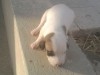 vendre des chienne bit bul