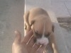 vendre des chienne bit bul