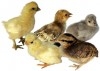 vendre poussins