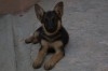 VENTE CHIOTS BERGERS ALLEMANDS PURE RACE 