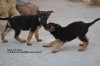 VENTE CHIOTS BERGERS ALLEMANDS PURE RACE 