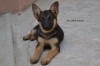 VENTE CHIOTS BERGERS ALLEMANDS PURE RACE 