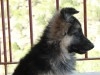 VENTE DE CHIOTS BERGERS ALLEMANDS PURE RACE 