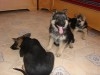 VENTE DE CHIOTS BERGERS ALLEMANDS PURE RACE 