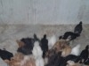 vente falous brahma geant