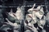 vente lapins par kilo ou en détail