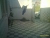 vente petite villa tebourba