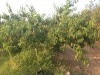 Vente terrain à el Jedaida 5500m2