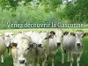 vente veaux charolais 