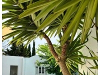 VILLA CYPRES I Hammamet Zone La Corniche AL785