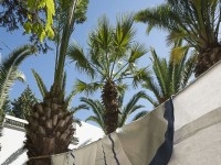 villa des 25 palmiers AL013 hammamet 