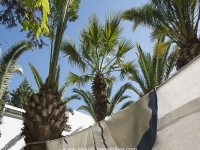 villa des 25 palmiers AV003 zone miramar hammamet 