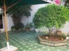 VILLA FRANGIPANIERS - Hammamet