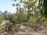 Villa lella baya réf AV1120 Yasmine Hammamet 