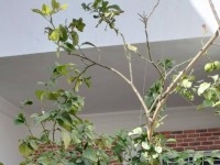 villa r2 à el haouaria