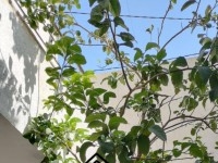 villa r2 à el haouaria