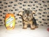 YORKSHIRE TEACUP TUNISIE