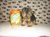 YORKSHIRE TEACUP TUNISIE