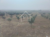 زوز هكتارات زيتون و معاهم 3 ديار للبيع 51355351