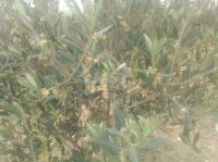 زوز هكتارات زيتون و معاهم 3 ديار للبيع 51355351